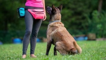 addestramento cani ramodoro