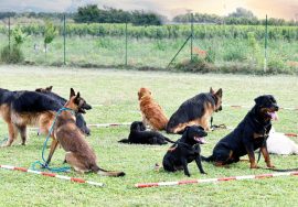 socializzazione cani