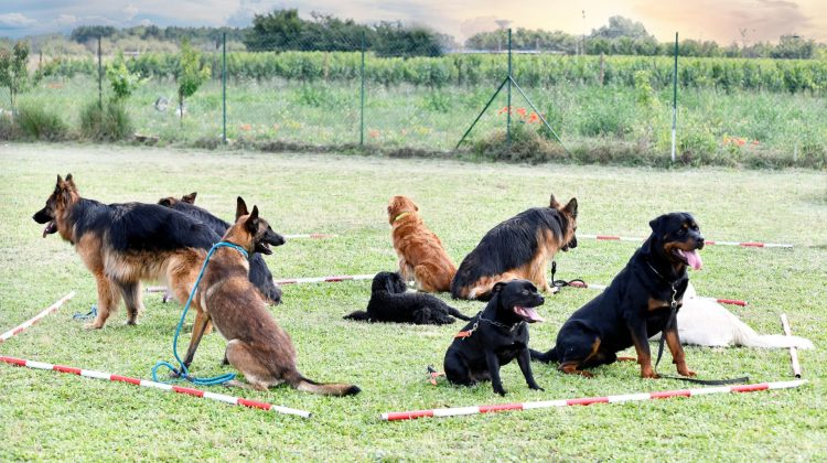 socializzazione cani