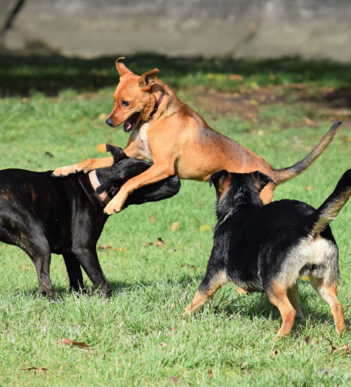 socializzazione_cani